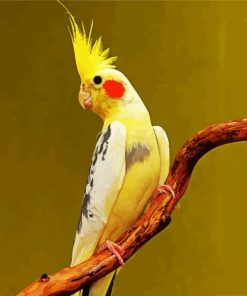 Yellow Cockatiel paint by number