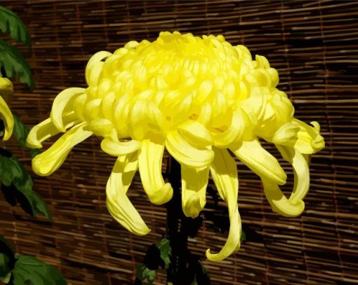 Yellow Chrysanth paint by number