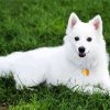 American Eskimo Dog Animal Paint By Number