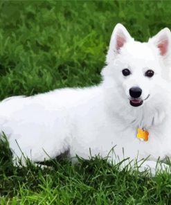 American Eskimo Dog Animal Paint By Number