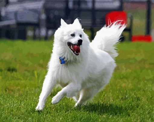 American Eskimo Dog Paint By Number