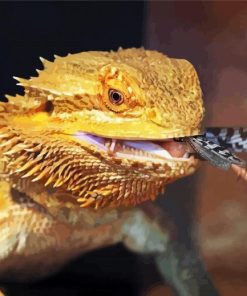 Bearded Dragon Eating Paint By Number