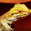 Bearded Dragon Lizard Eating Paint By Number