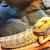 Bearded Dragon Reptiles Paint By Number