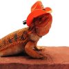 Bearded Dragon Wearing A Cowboy Hat Paint By Number
