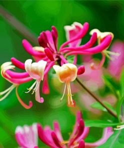Beautiful Pink Honeysuckle Paint By Number