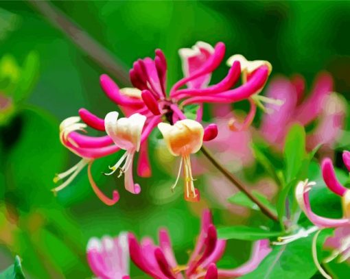 Beautiful Pink Honeysuckle Paint By Number
