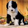 Black And White Sheepadoodle Dog Paint By Number