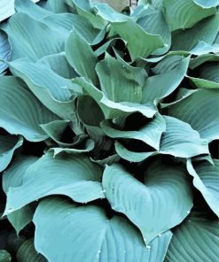 Blue Angel Hosta plant Paint By Number