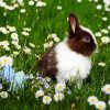 Bunny In Chamomile Field Paint By Number