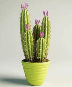 Aesthetic Cactus Pot Paint By Number