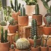 Cactus Pot Paint By Number