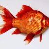 Carp Goldfish Paint By Number