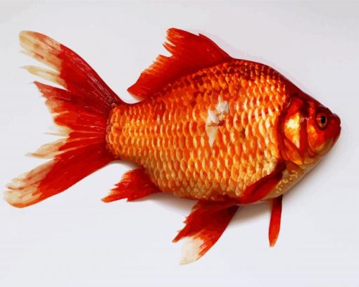 Carp Goldfish Paint By Number