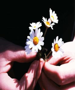 Chamomile Flowers In Hand Paint By Number