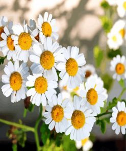 Chamomile Flowers Paint By Numbe