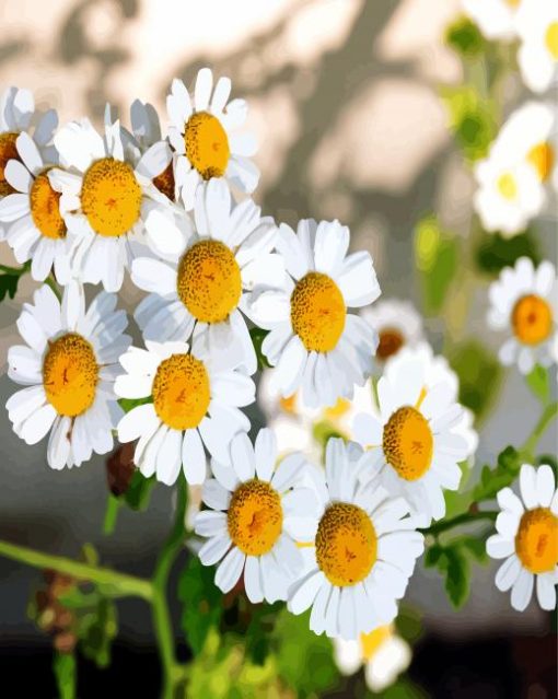 Chamomile Flowers Paint By Numbe