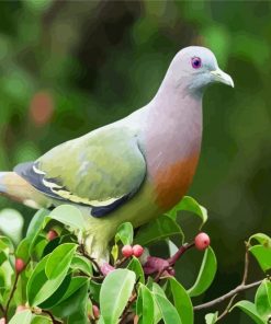 Columbidae Dove Paint By Number