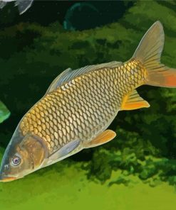 Common Carp Fish Paint By Number
