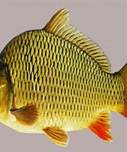 Common Carp Paint By Number