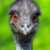 Emu Birds Head Paint By Number