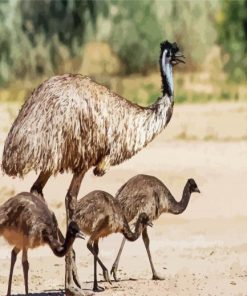 Emu With Chicks Paint By Number