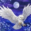 Harry Potter Hedwig Owl Paint By Number