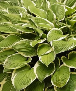Hosta Plant Paint By Number