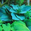 Blue And Green Hosta Plant Paint By Number