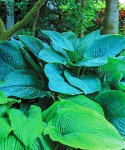 Blue And Green Hosta Plant Paint By Number