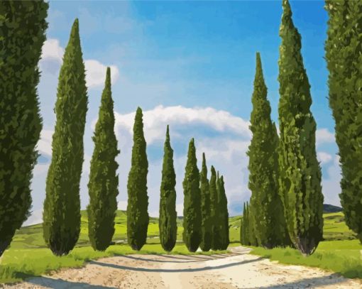 Italian Cypress Trees Paint By Number