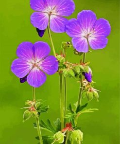 Meadow Cranesbill Paint By Number