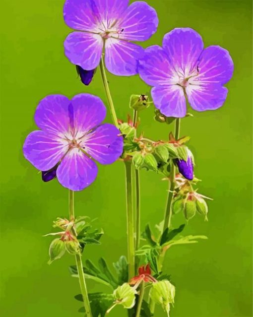 Meadow Cranesbill Paint By Number