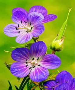 Meadow Cranesbill Wild Flowers Paint By Number