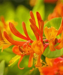 Orange Honeysuckle Flower Paint By Number