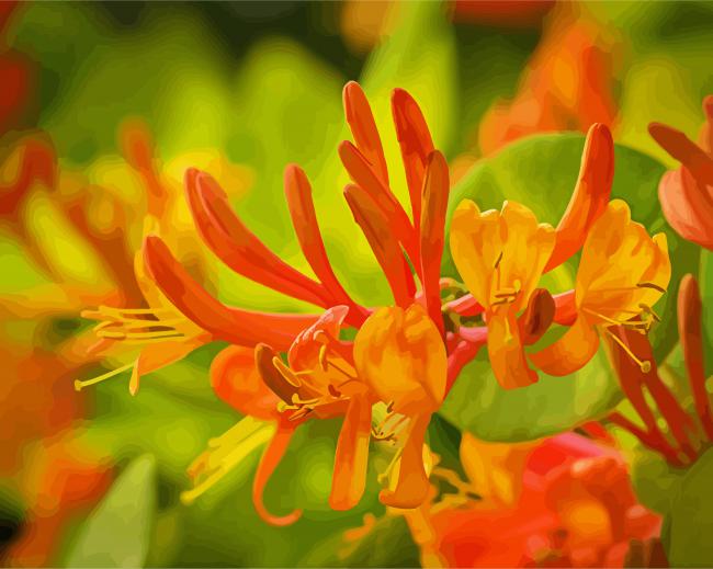 Orange Honeysuckle Flower Paint By Number