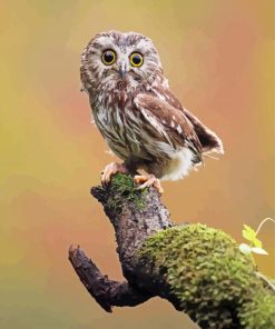 Pigwidgeon Owl Harry Potter Paint By Number