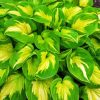 Plantain Lilies Hosta Paint By Number