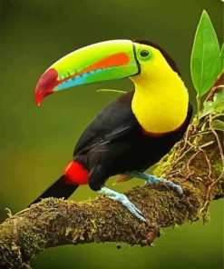 The Toucan Bird Paint By Number