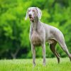 Weimaraner Dog Paint By Number