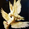 White Doves Birds Paint By Number