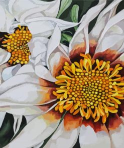 White Gazania Flowers Paint By Number