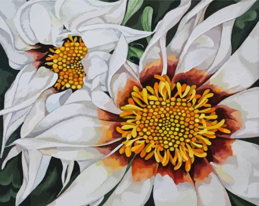 White Gazania Flowers Paint By Number