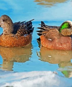 Wigeons Birds Paint By Number