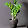 Zamioculcas Plant Paint By Number