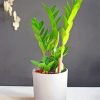 Green Zamioculcas Paint By Number