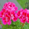 Aesthetic Geraniums Flowers Paint By Number