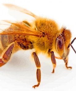 Aesthetic Honeybee Paint By Number