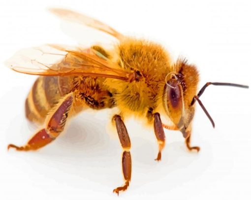 Aesthetic Honeybee Paint By Number