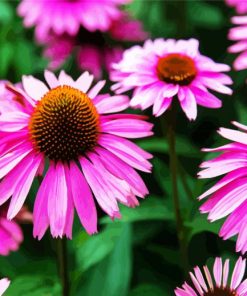 Aesthetic Purple Coneflower Paint By Number